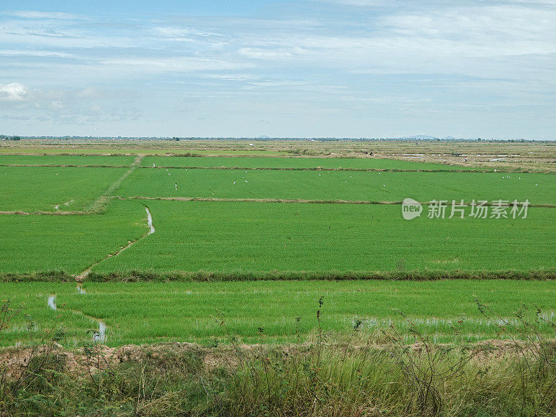 柬埔寨磅湛乡碧绿的稻田。