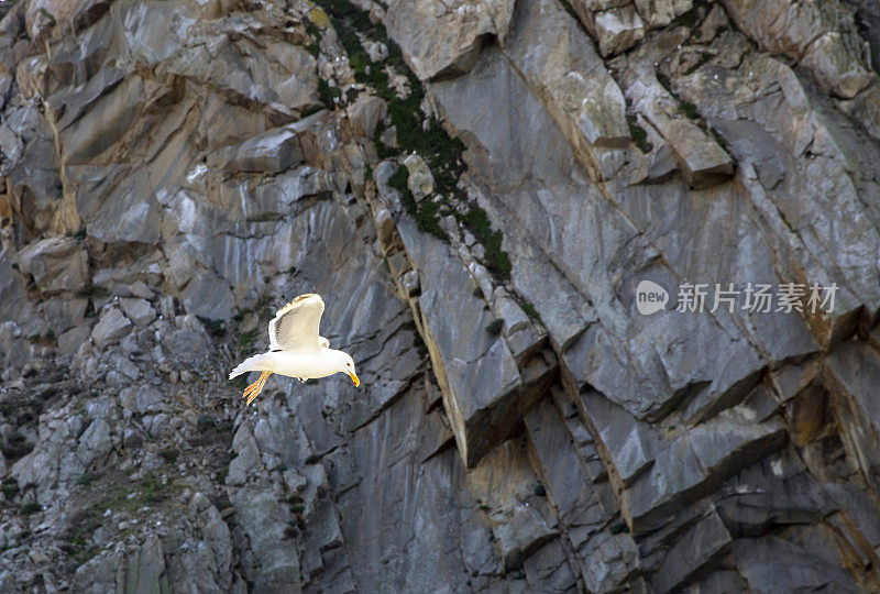 小丘加州湾