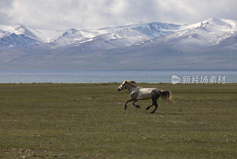 白马在大自然中奔跑。雪山雪湖。