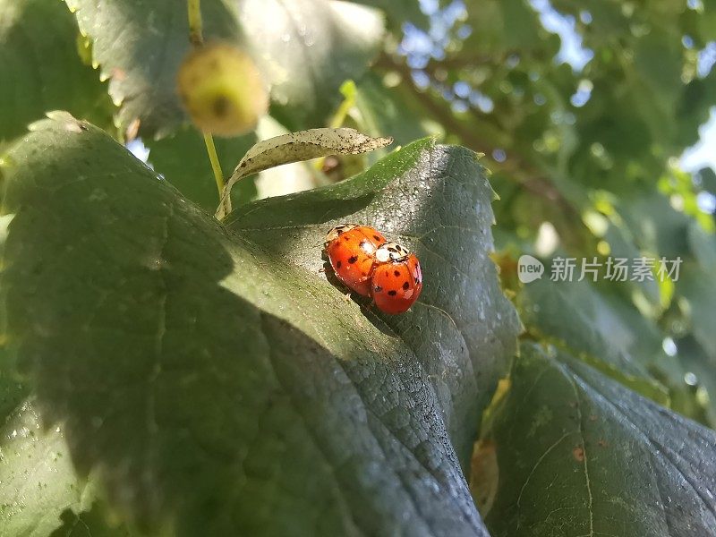 宏观图像瓢虫在绿叶上交配