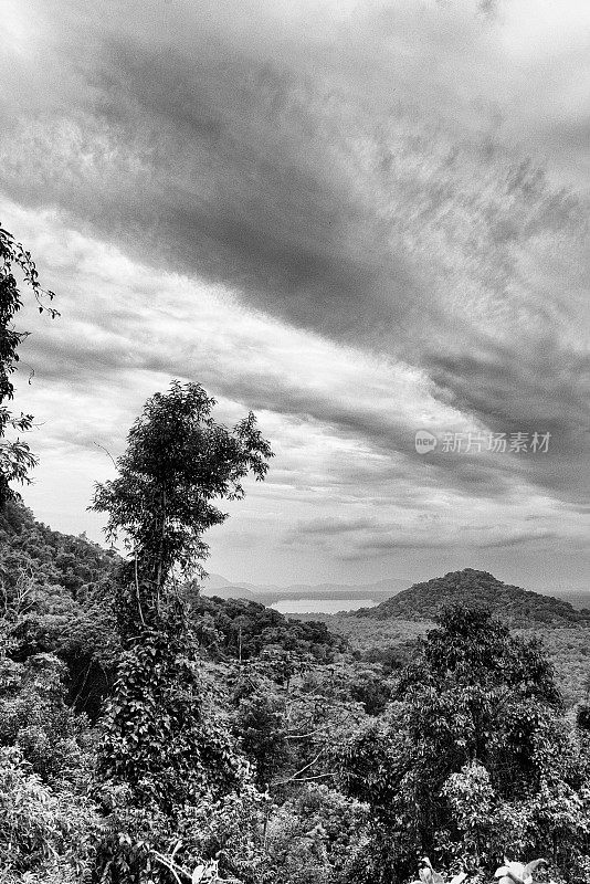 天空衬托着风景的树木