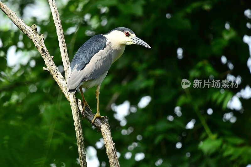 黑冠夜鹭栖息