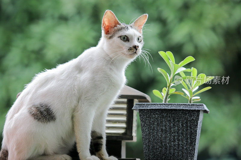 幸福快乐的猫