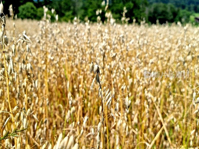 Oat领域