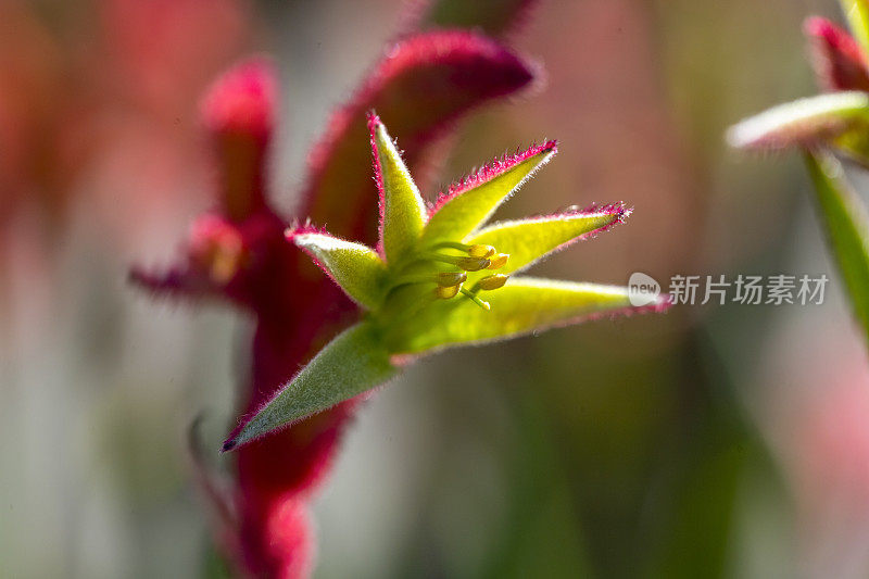 特写红色袋鼠花和芽在阳光下，微距摄影，背景复制空间