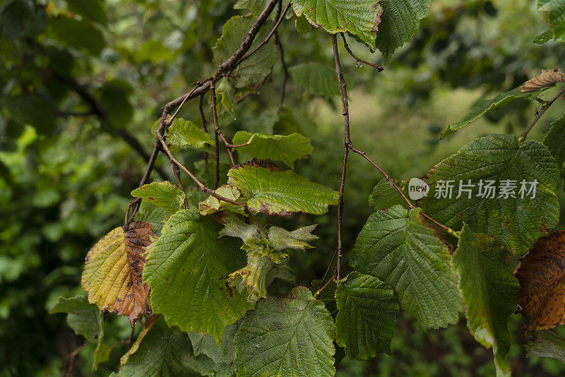 榛上枝，黑海地区