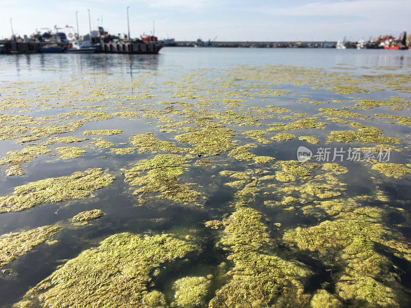 海洋污染。以港口为背景的海面污染