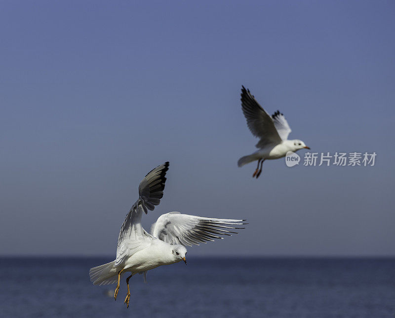 海鸥飞过海滩