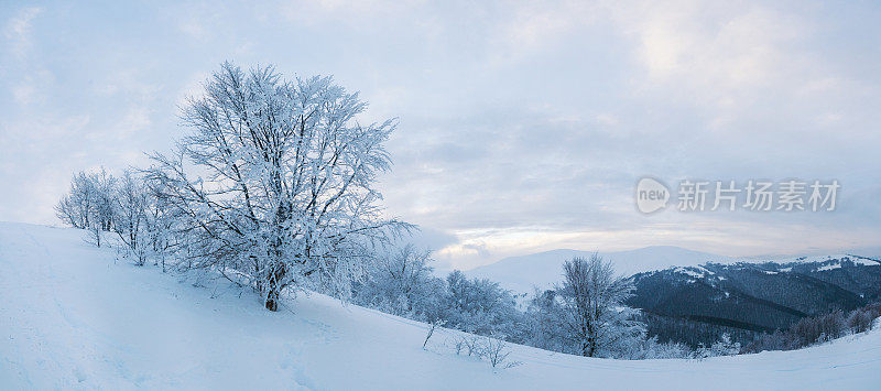 喀尔巴阡山脉风景优美。白雪皑皑的山峰高耸入云。美丽的天空覆盖着雪山。乌克兰