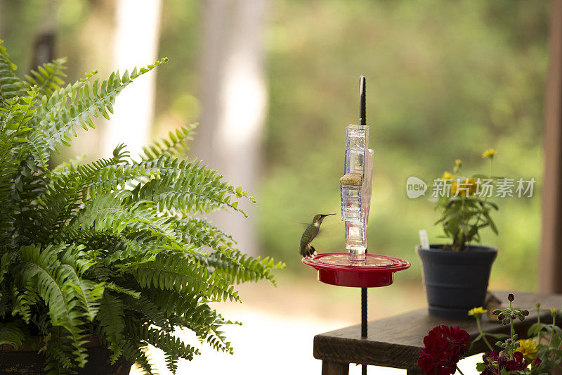 蜂鸟在春天觅食。