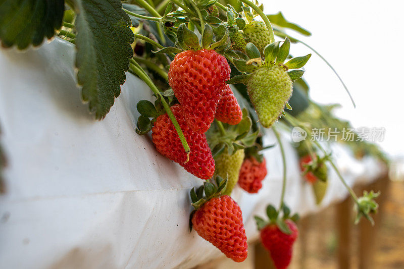 大草莓种植园