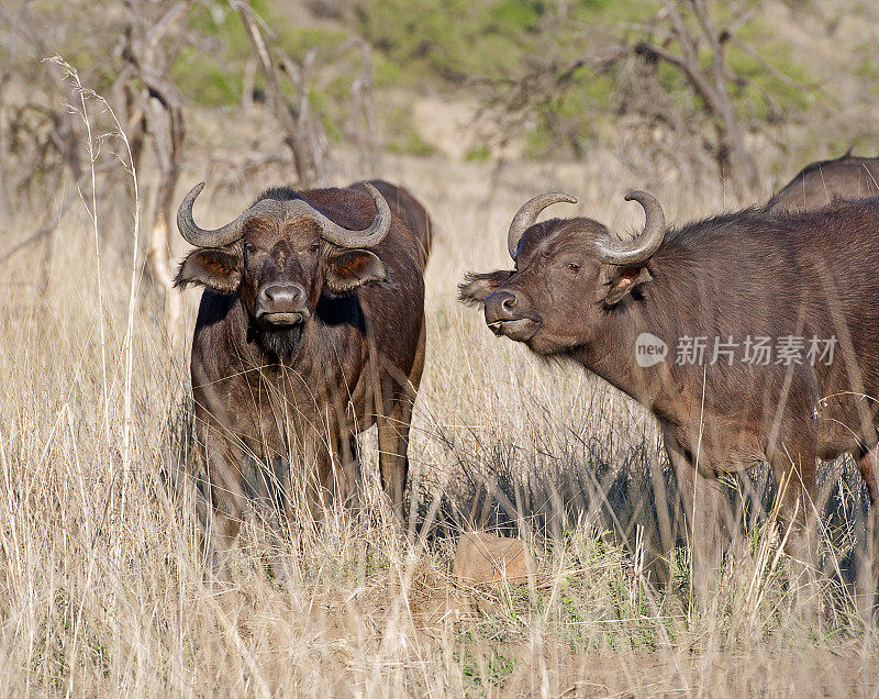 南非夸祖鲁纳塔尔省的南比提保护区，一对野生角水牛。