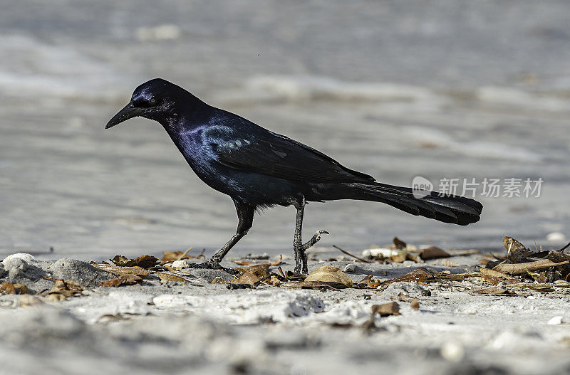 Boat-tailed白头翁之类;Quiscalus主要;开塞钻沼泽奥杜邦保护区;佛罗里达州;木板路;沼泽;跟踪;树木;