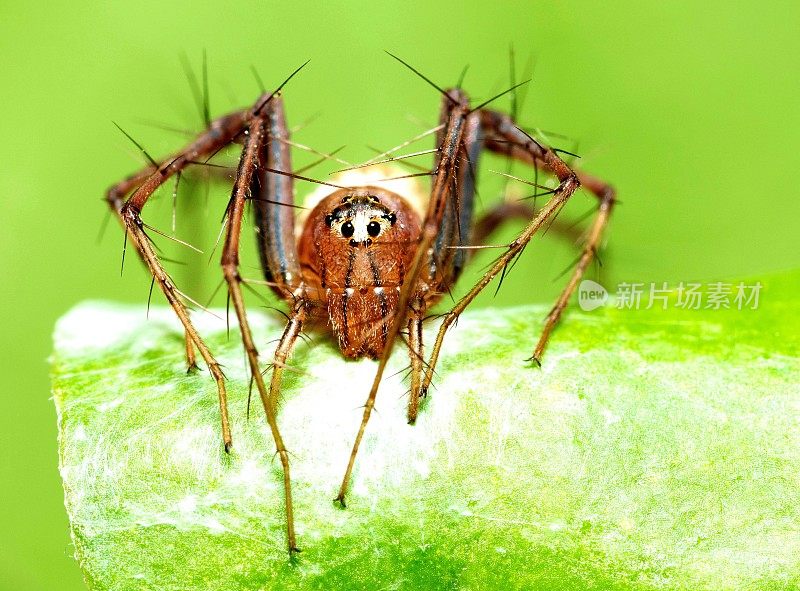 蜘蛛看着相机上的绿叶——动物行为。