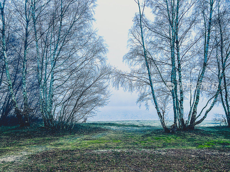湖前和雾中的田野有令人毛骨悚然的树。