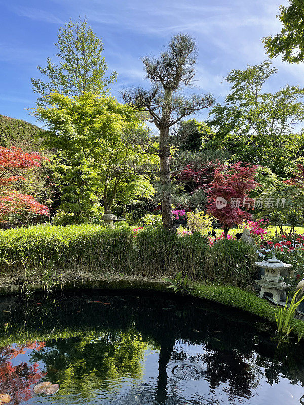 阳光明媚的景观，观赏性花园和锦鲤池与竹树篱，日本枫树(掌槭槭)树，花盆开花植物，石灯笼，盆景树和一个对冲的背景