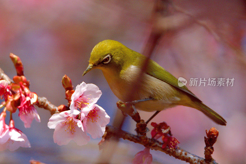 樱花和日本白眼