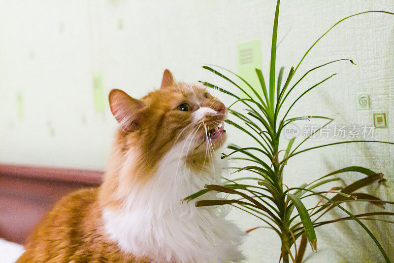 ?’咬室内植物的叶子