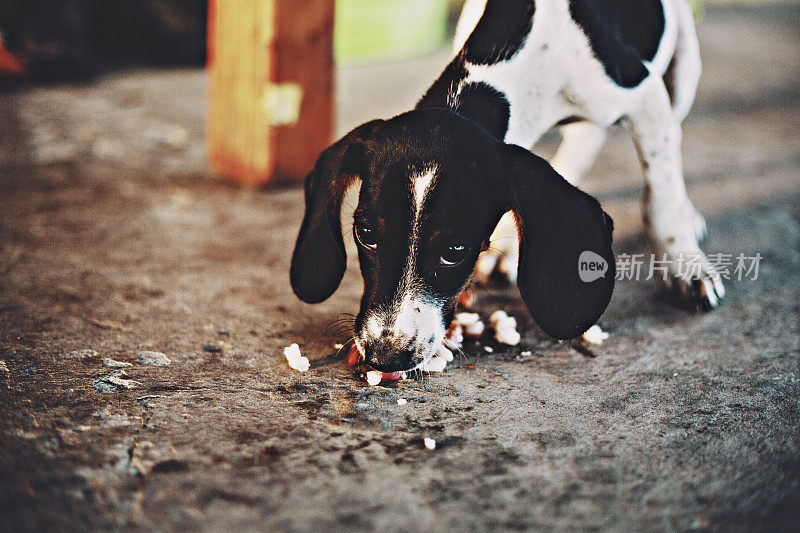 小狗吃地板上的残羹剩饭