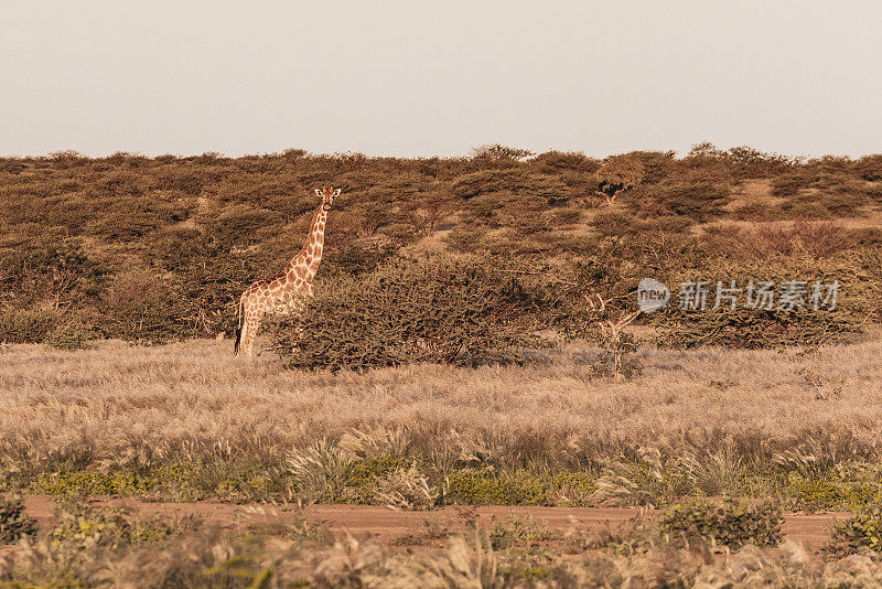 纳米比亚狩猎之旅-野生长颈鹿在纳米比亚的沙漠