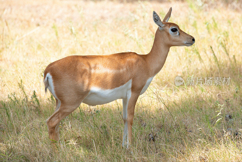 野生动物的Safari