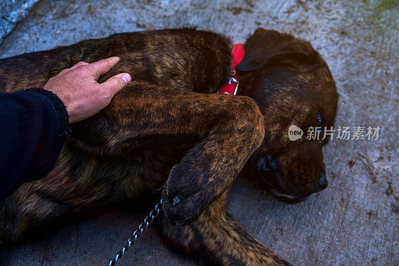 甘蔗Corso意大利斑纹成年狗躺在地上用手锁住人的四肢