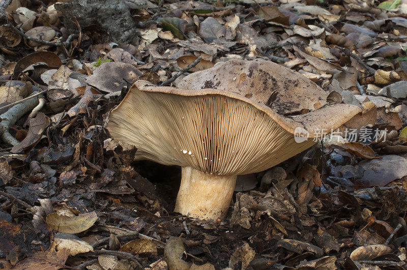 乳酸菌alnicola，金色牛奶帽蘑菇，圣罗莎，加州。