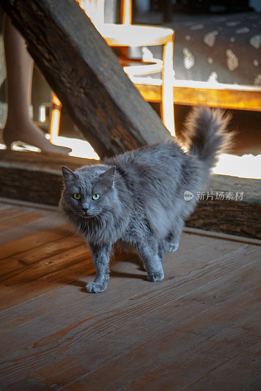 灰色的毛茸茸的猫在家里的硬木地板上行走