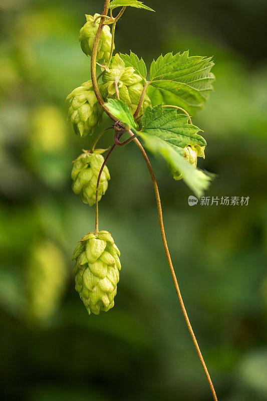 绿啤酒花在树枝上种植球果