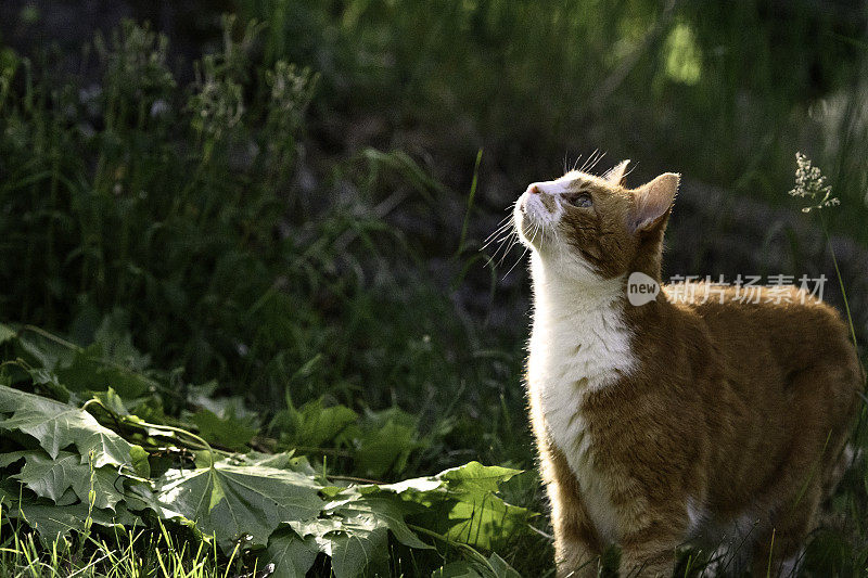 姜红色的猫坐在花园外面的草地上，在树上寻找小鸟。