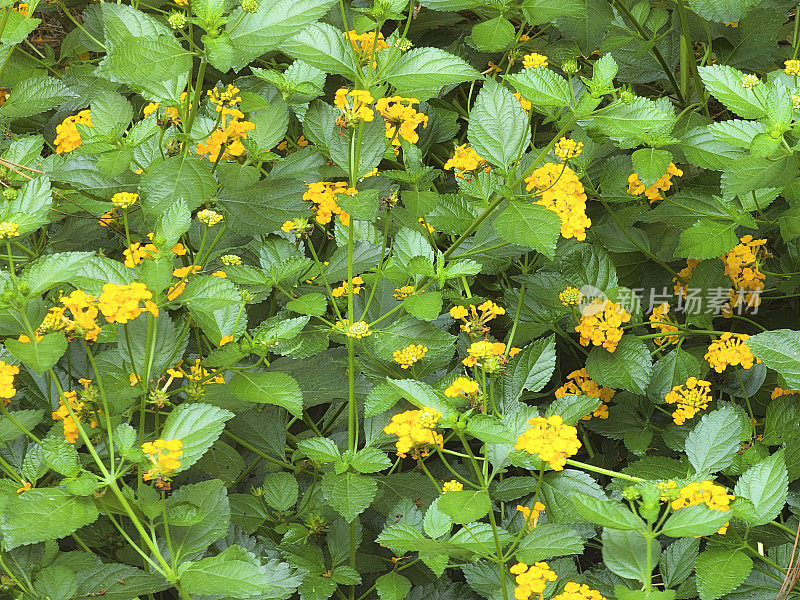 黄色的灯笼花盛开，蝴蝶在寻找花蜜。