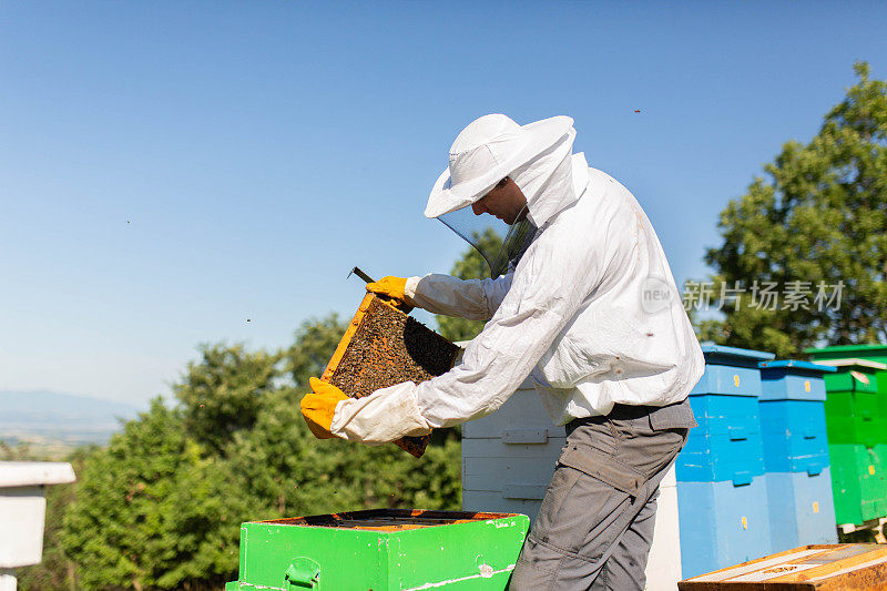 养蜂。捧着蜂房的养蜂人。工作时穿着防护服清洁和检查蜂箱