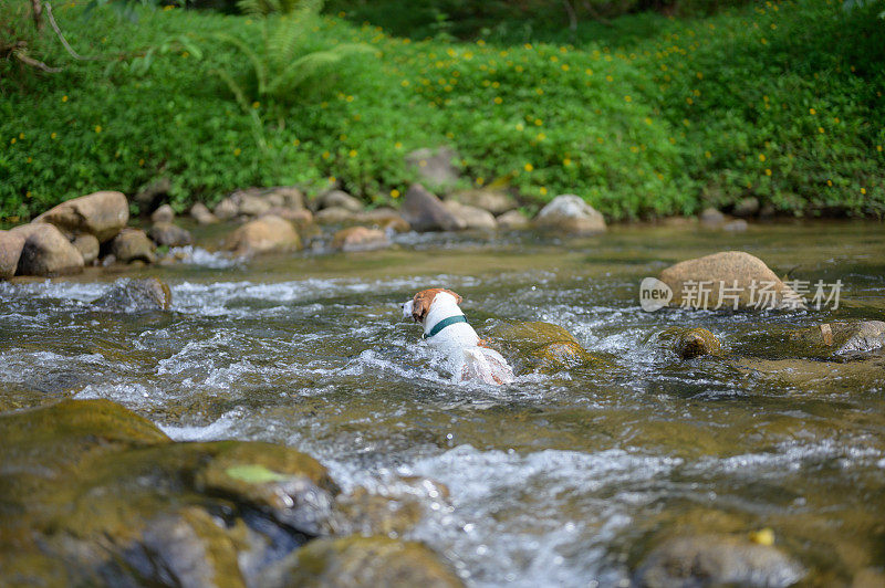 杰克罗素梗狗在水里玩，在小溪森林里溅起大水花