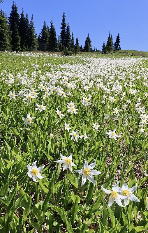 雪崩百合花田