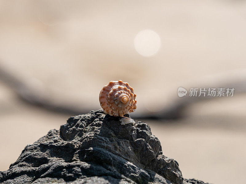 海边岩石上的贝壳