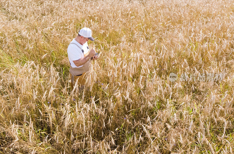 一个农民检查一块种着小麦的田地，检查谷物的质量。
