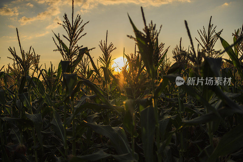 日落时分，宾夕法尼亚州农田里的玉米作物