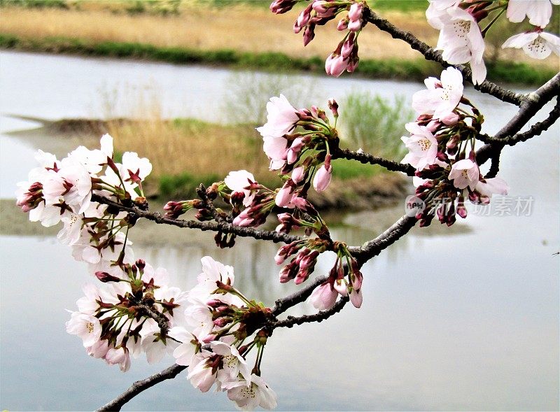 日本。三月底。露出水面的樱花枝。