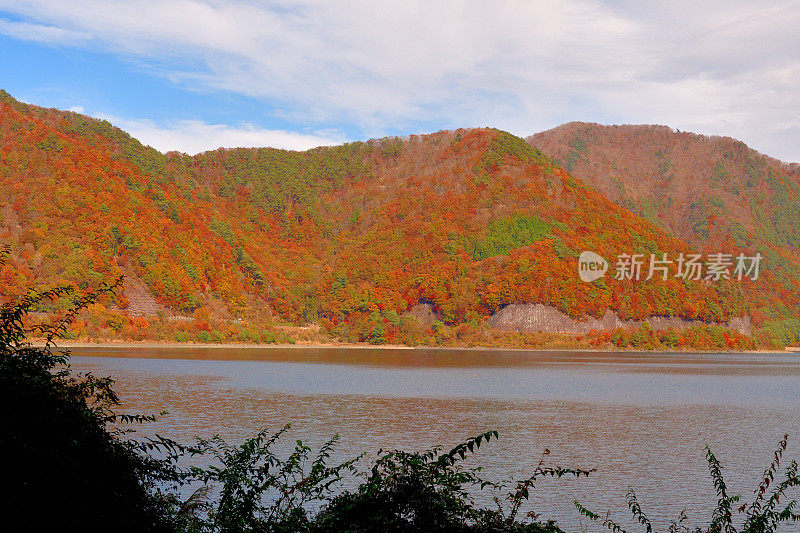 富士五湖地区秋叶的颜色