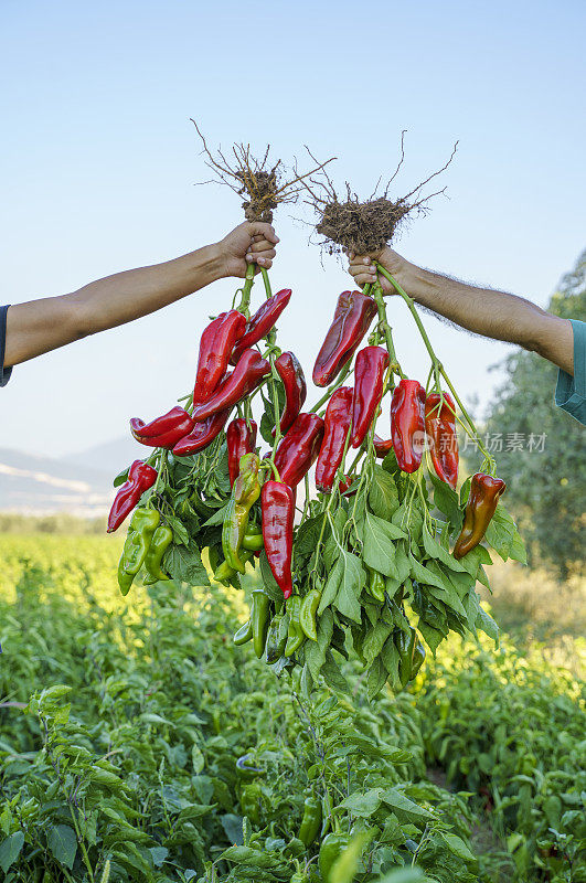 在田间收获成熟的有机红辣椒