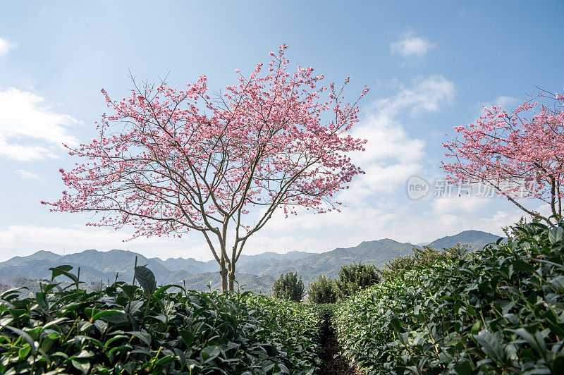 农业生态茶园中的樱花树