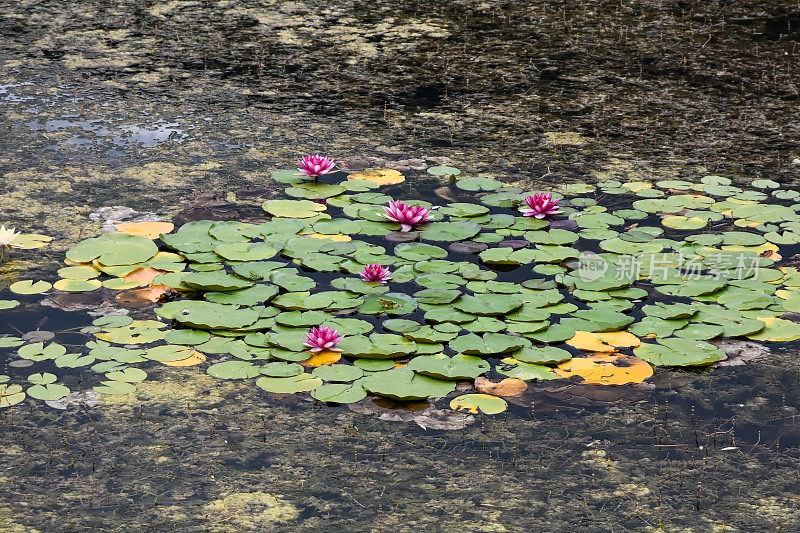 莲花水百合花在水面上