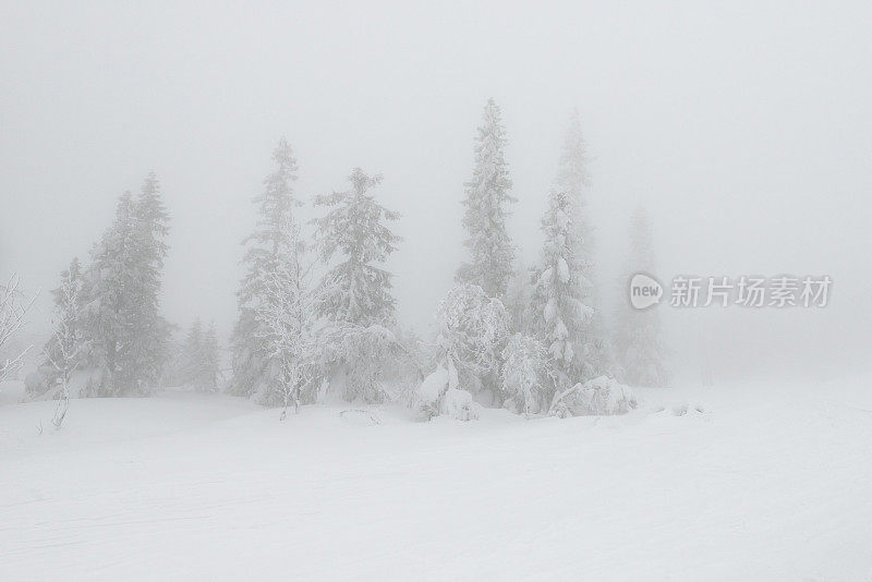 浓雾和雪落在树上