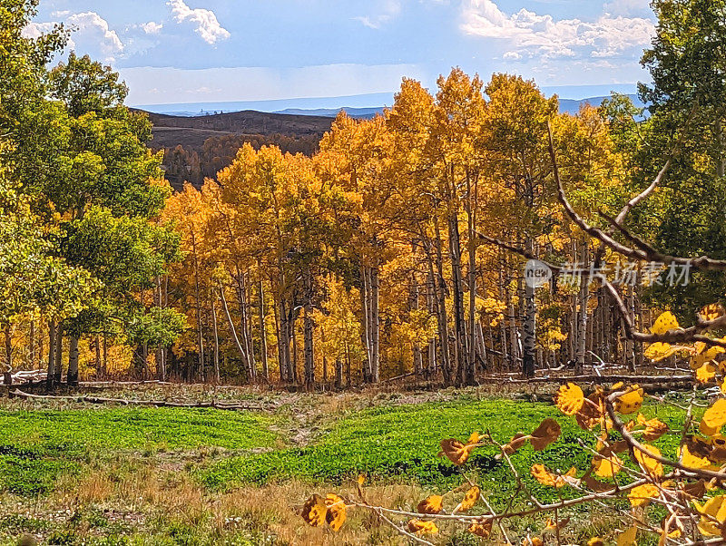 秋天的颜色在白杨树和雪松山上的草地上，雪松城犹他州