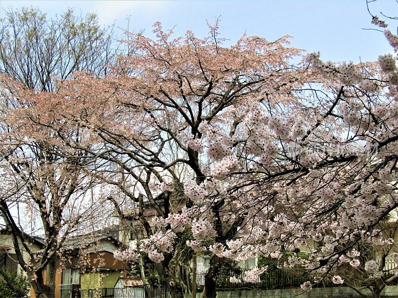 日本。三月底。到处都是樱花。
