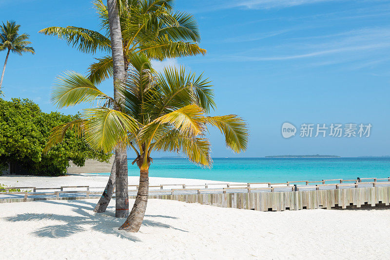 马尔代夫岛海滩与棕榈树和木制码头在阳光明媚的热带风景