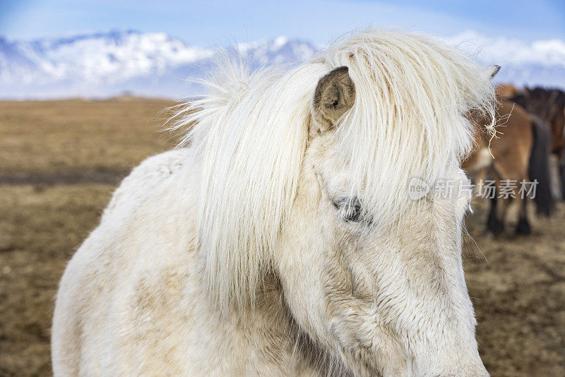 一群冰岛马，一种只能在冰岛繁殖的马，在冰岛风景优美的自然景观中