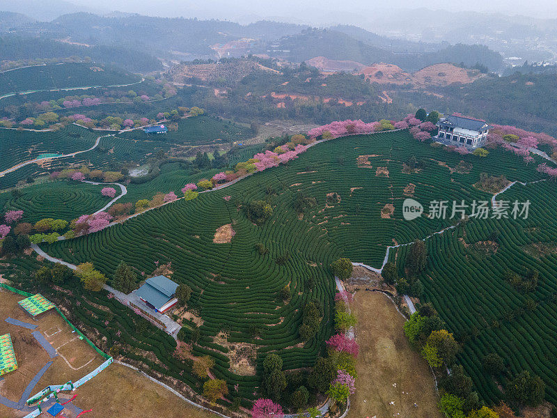 樱桃有机茶山鸟瞰图