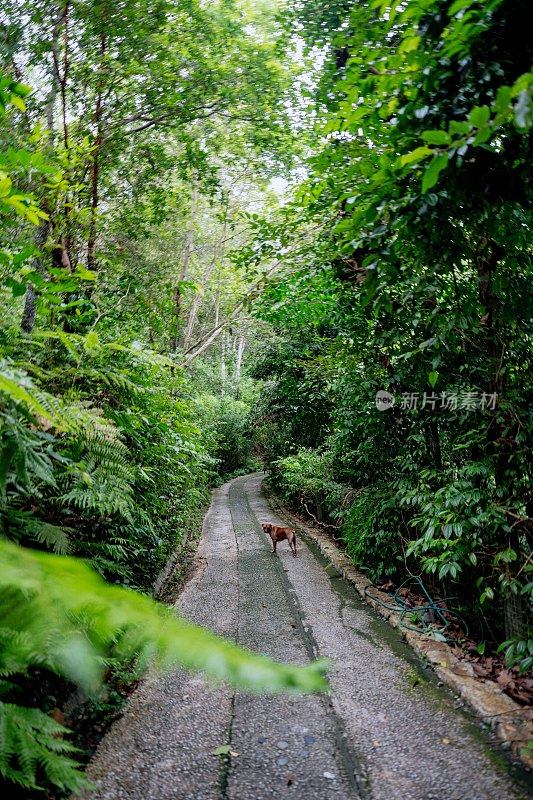 郁郁葱葱的绿色植物在热带丛林森林马来西亚槟城岛