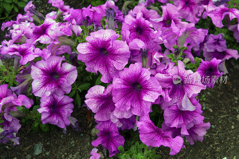 彩色的矮牵牛花。矮牵牛属植物，开紫色花。矮牵牛花特写。花园里的紫色矮牵牛花。